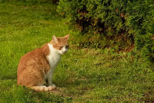 Kočka požírá bentonitové stelivo: Bezpečnost první!