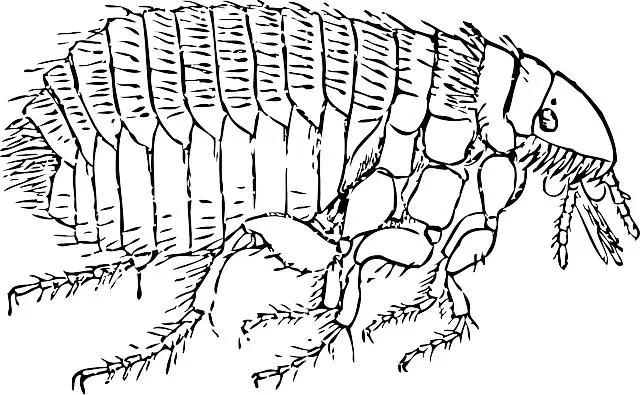 Domácí léčba blech: přírodní prostředky a postupy