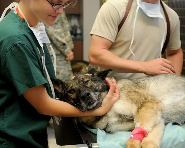 Důležité⁢ rady od veterináře: Jak minimalizovat riziko trávicích obtíží ⁤u kočky