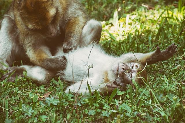 Jak se Postarat o Pohodlnou Cestu pro Vaši Kočku: Tipy a Triky