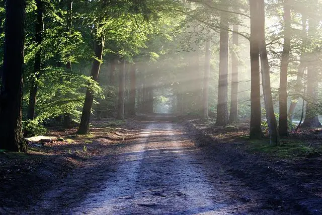 Přírodní vs. chemické vůně: Jak správně rozhodnout