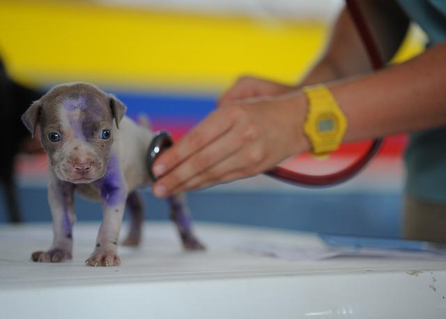 Rady od veterináře: Jak správně nakrmit kočku a vyhnout se otravě