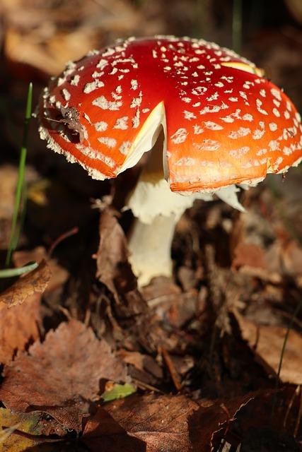 Rizika spojená s otravou pro vaše mňoukání