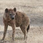 Hyena chechtavá: Zvuky radosti v divočině