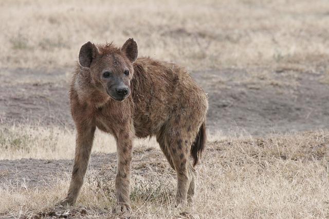 Hyena chechtavá: Zvuky radosti v divočině