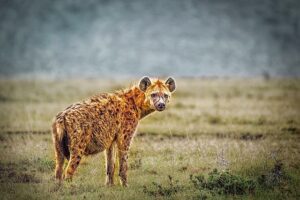 Hyena fakta: Rozšiřte své znalosti o divočině