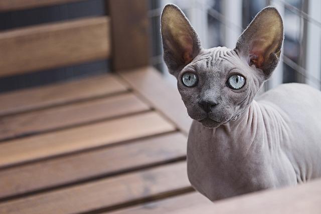 Jak se postarat o sphynxe po kastraci?