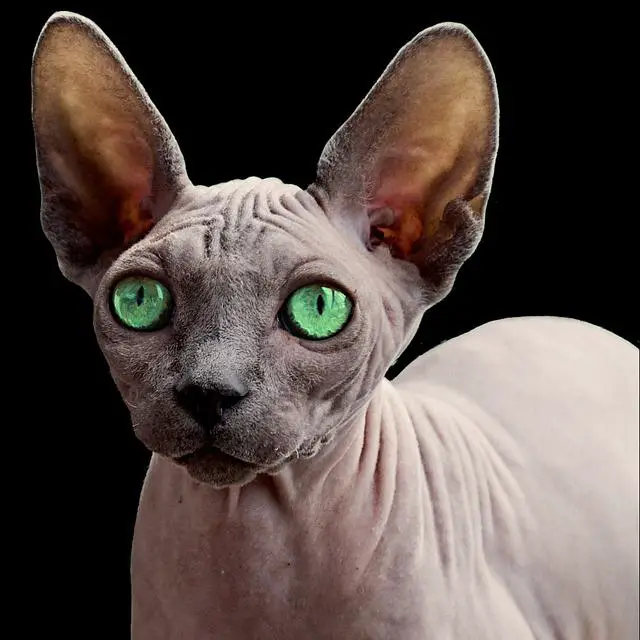 Jaký je nejlepší věk pro kastraci u sphynxe?