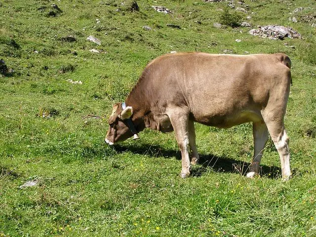 Nevýhody a rizika spojená‍ s vlastnictvím bílého tygra