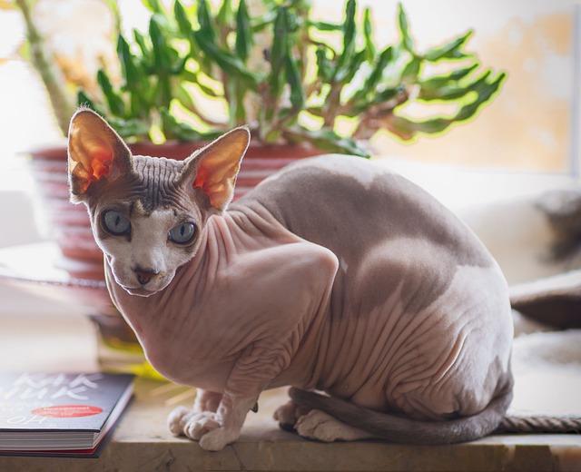 Péče o Kanadského sphynxe: Doplňky, Hygiena a Zdraví