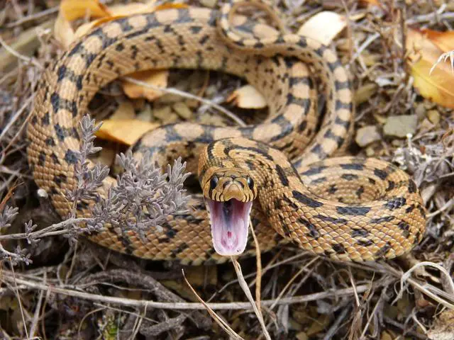 Ohrožení a ochrana tajemného druhu