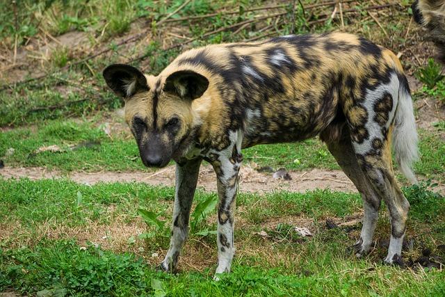 Hyeny chechtavé a lidé: Jaká je interakce mezi hyenami a lidmi v divočině