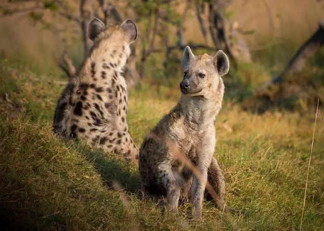 Hyena žíhaná v ohrožení: <a href=