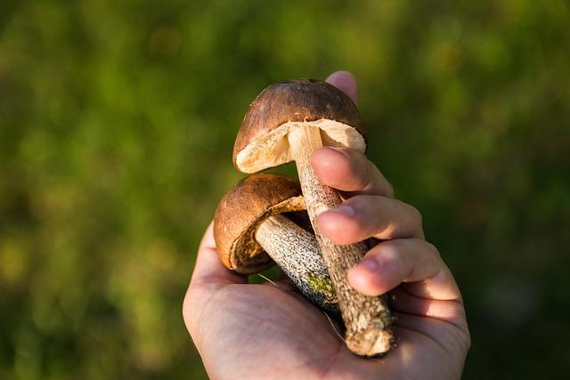 Jak rozpoznat otravu u kočky po pozření krokusů