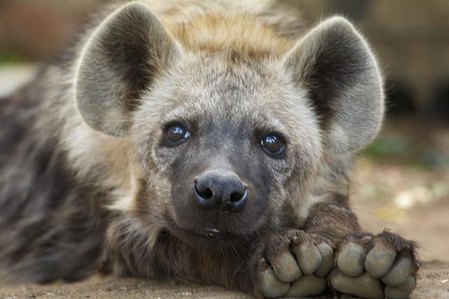 Co je to za zvíře: Hyena žíhaná