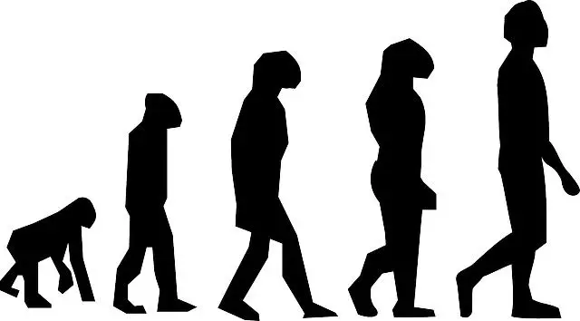 Přírodní vývoj prstů u tygrů: jak se vyvinula jejich tlapa v průběhu evoluce?