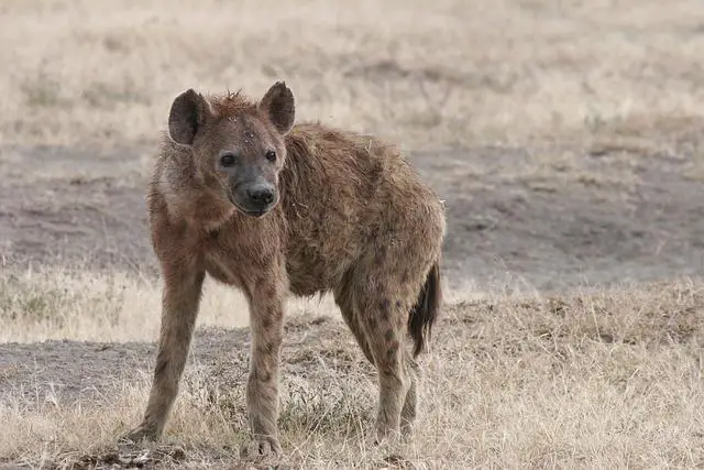 První setkání s hyenou: Jak se chovat ve volné přírodě a v zajetí