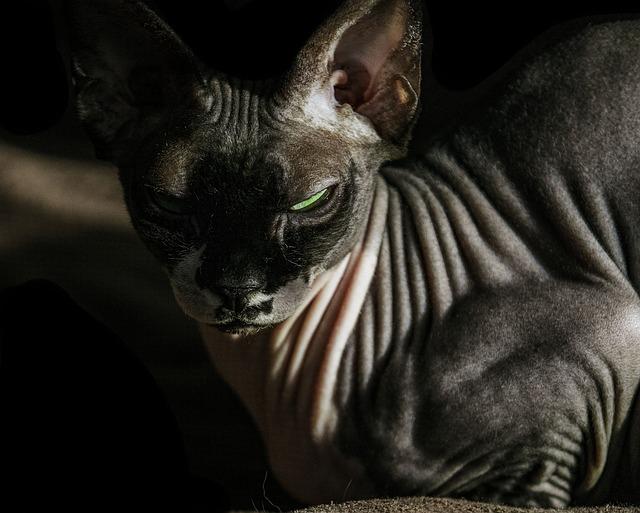 Co Je Kanadský sphynx a Jak Vypadá Tato Unikátní Kočka?